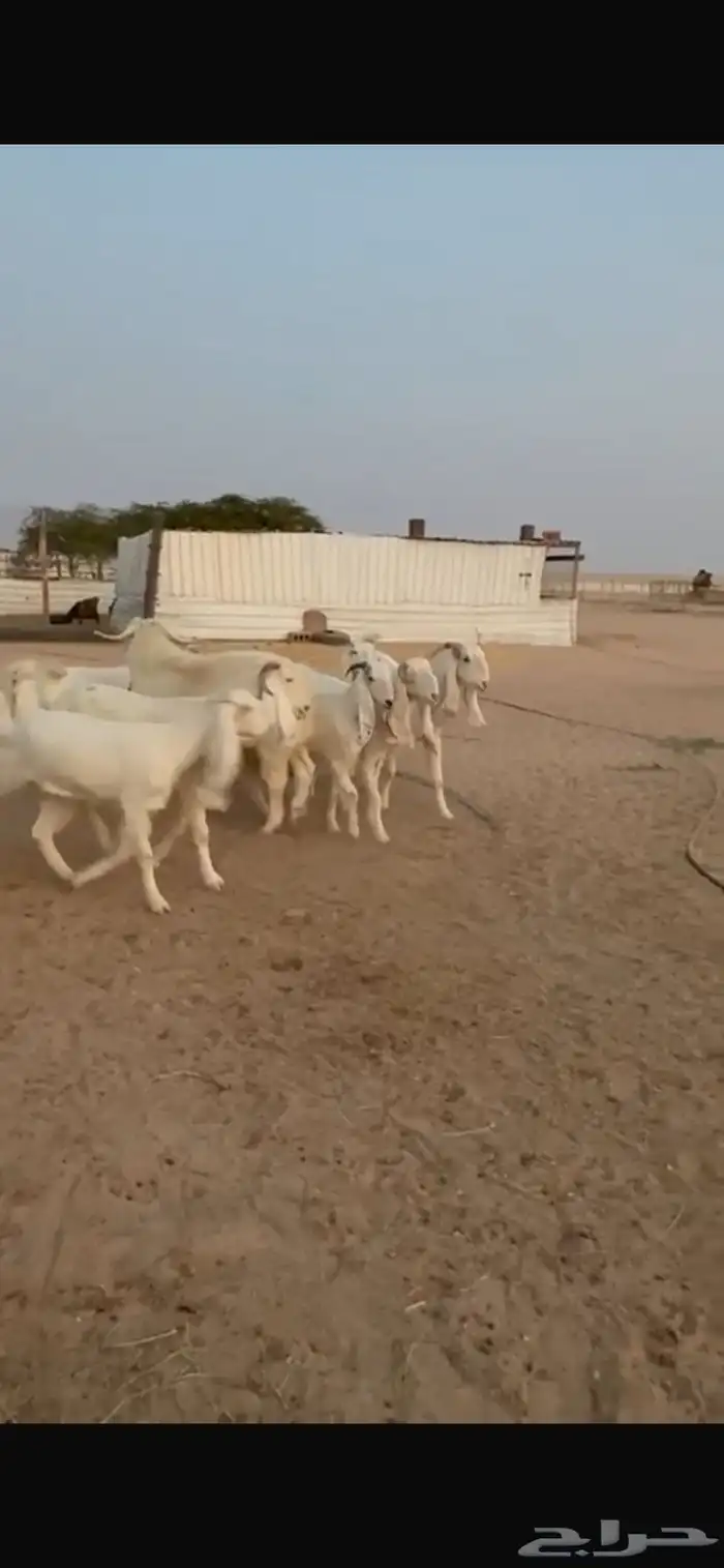 للبيع معزا مشاريك دفيع 7