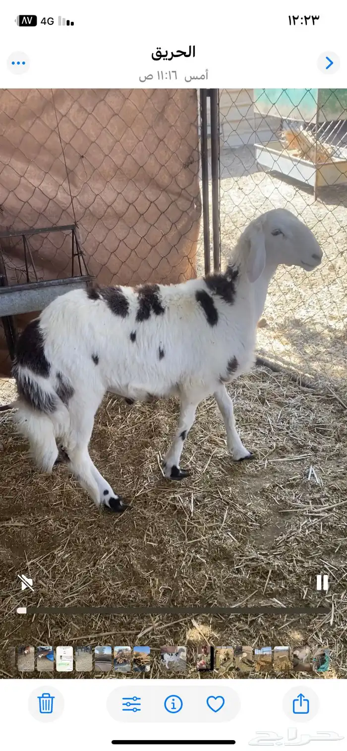 طلين سمان مغلقه سليمه من الأمراض 0