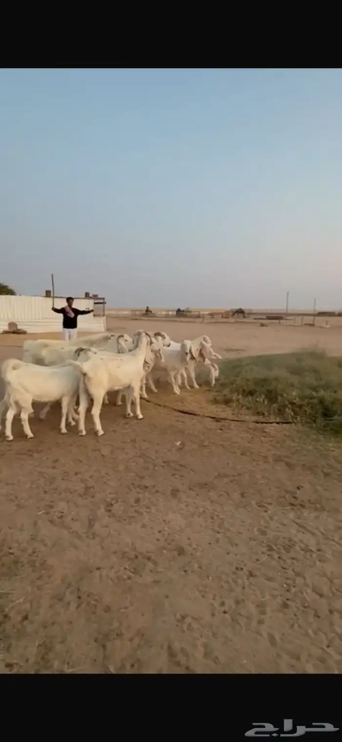 للبيع معزا مشاريك دفيع 5