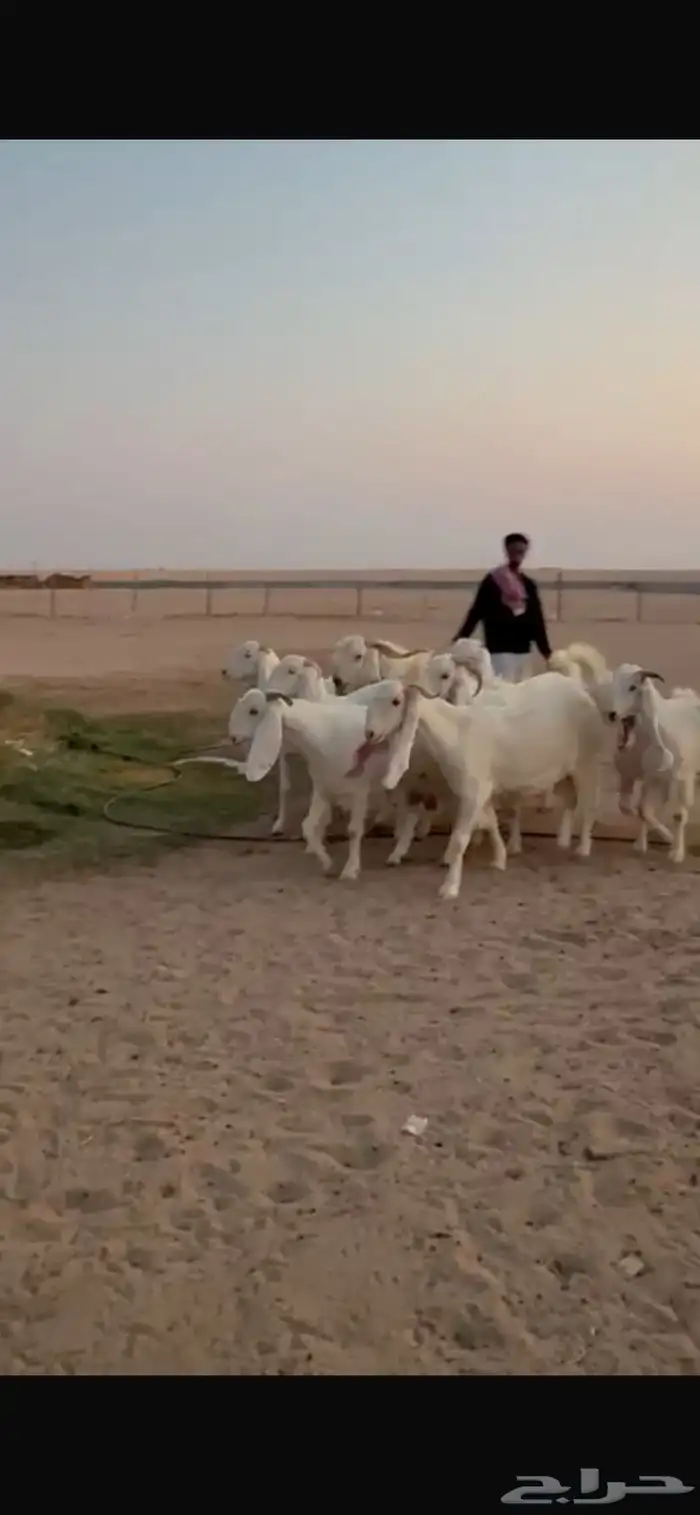 للبيع معزا مشاريك دفيع 10