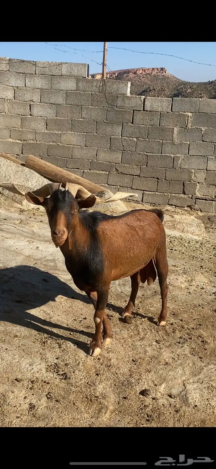 تيس فحل ادهم 0