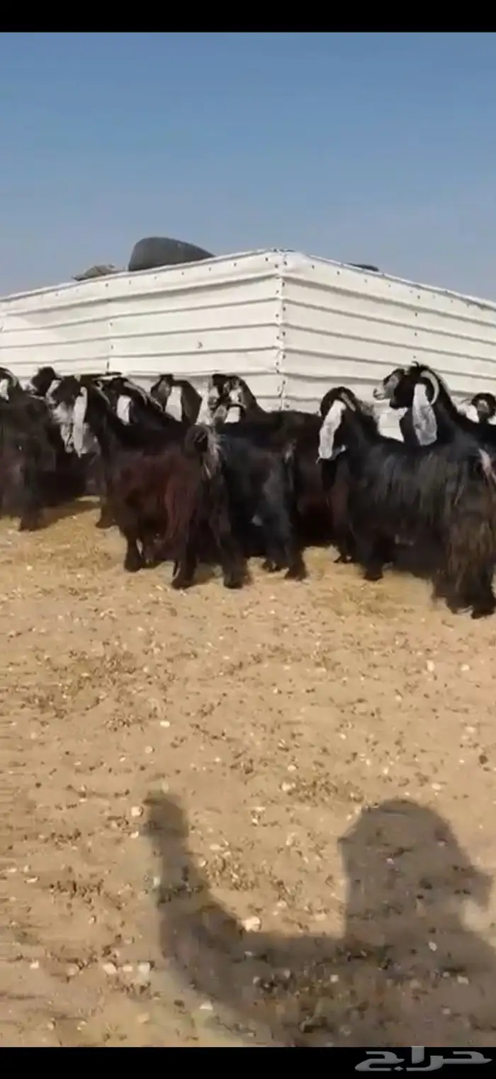 مراح عوارض صنف اغلبها دفيع 2