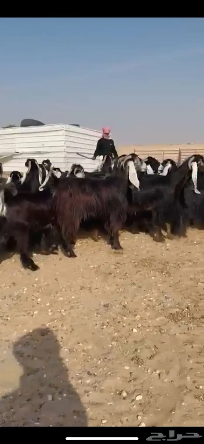 مراح عوارض صنف اغلبها دفيع 4