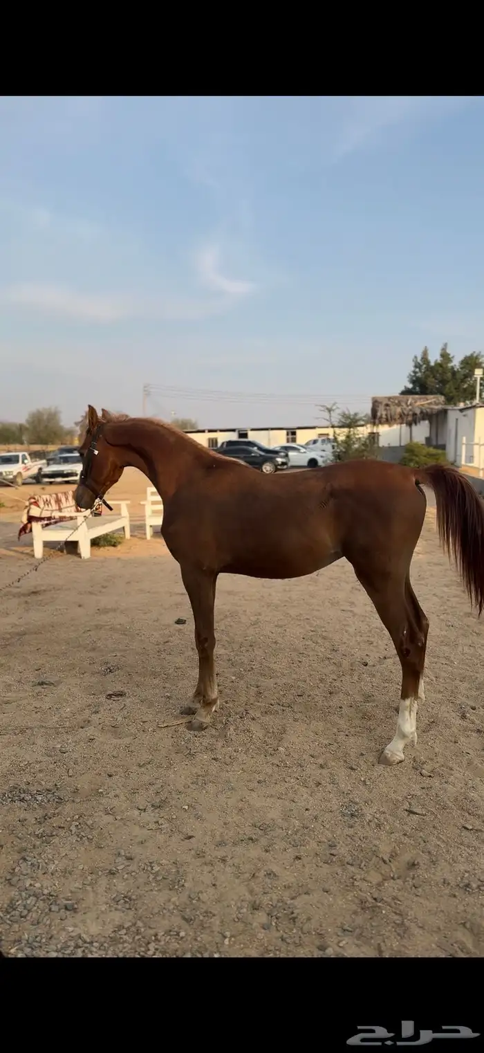 مهر شعبي شيخ 1