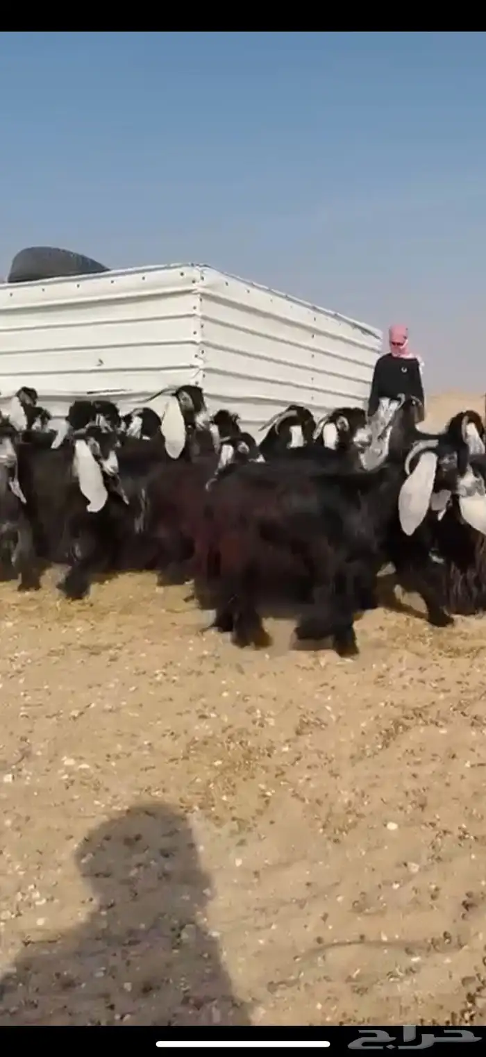 مراح عوارض صنف اغلبها دفيع 11