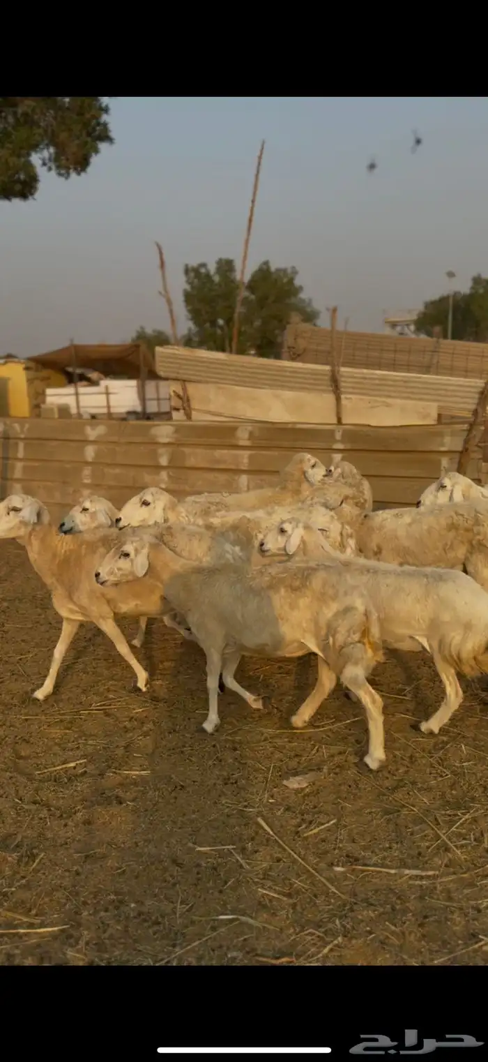 ضان حريات مراح واحد كفوو ع 680 يابلاش 0