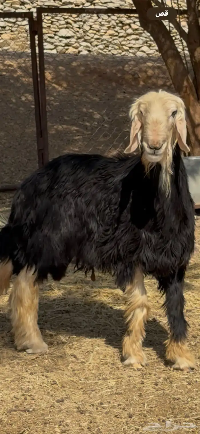 فحل نجدي نادر 2