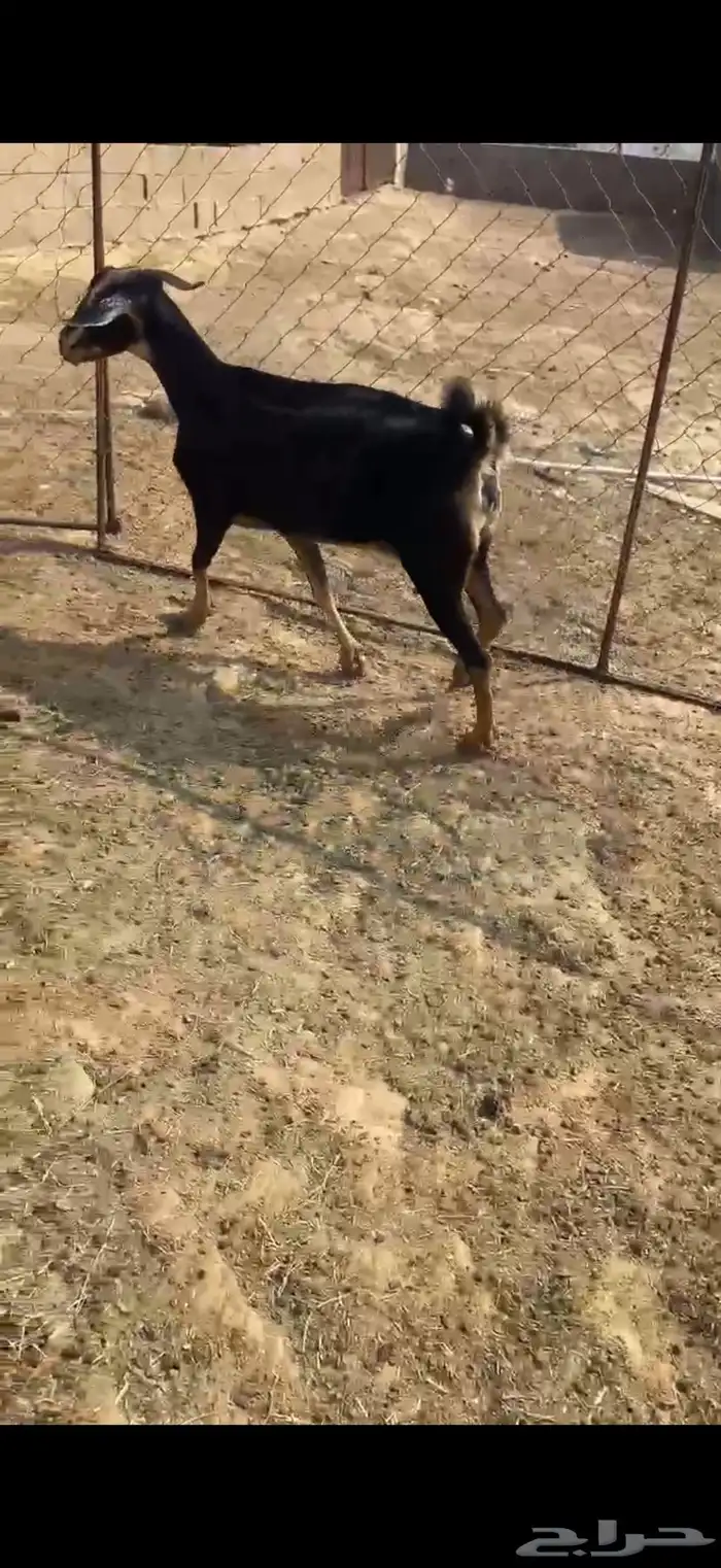 عنز مضروبه 1