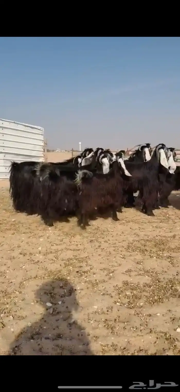 مراح عوارض صنف اغلبها دفيع 9