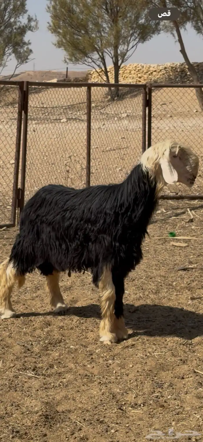 فحل نجدي نادر 10