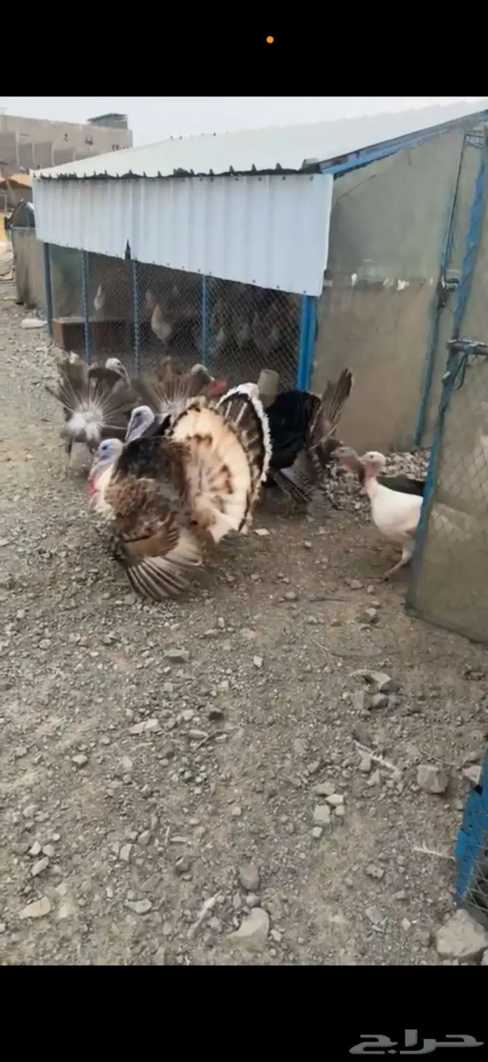 رومي للبيع 0