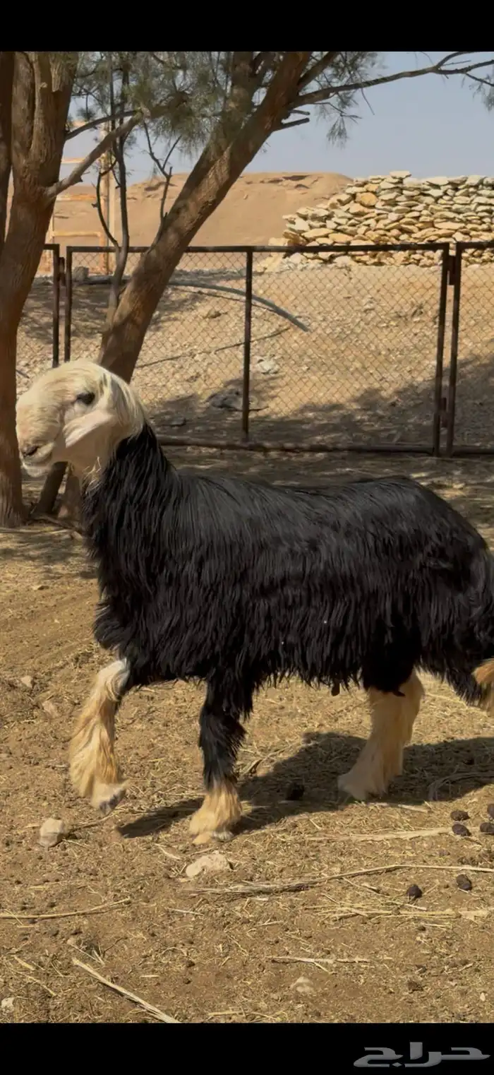 فحل نجدي نادر 3