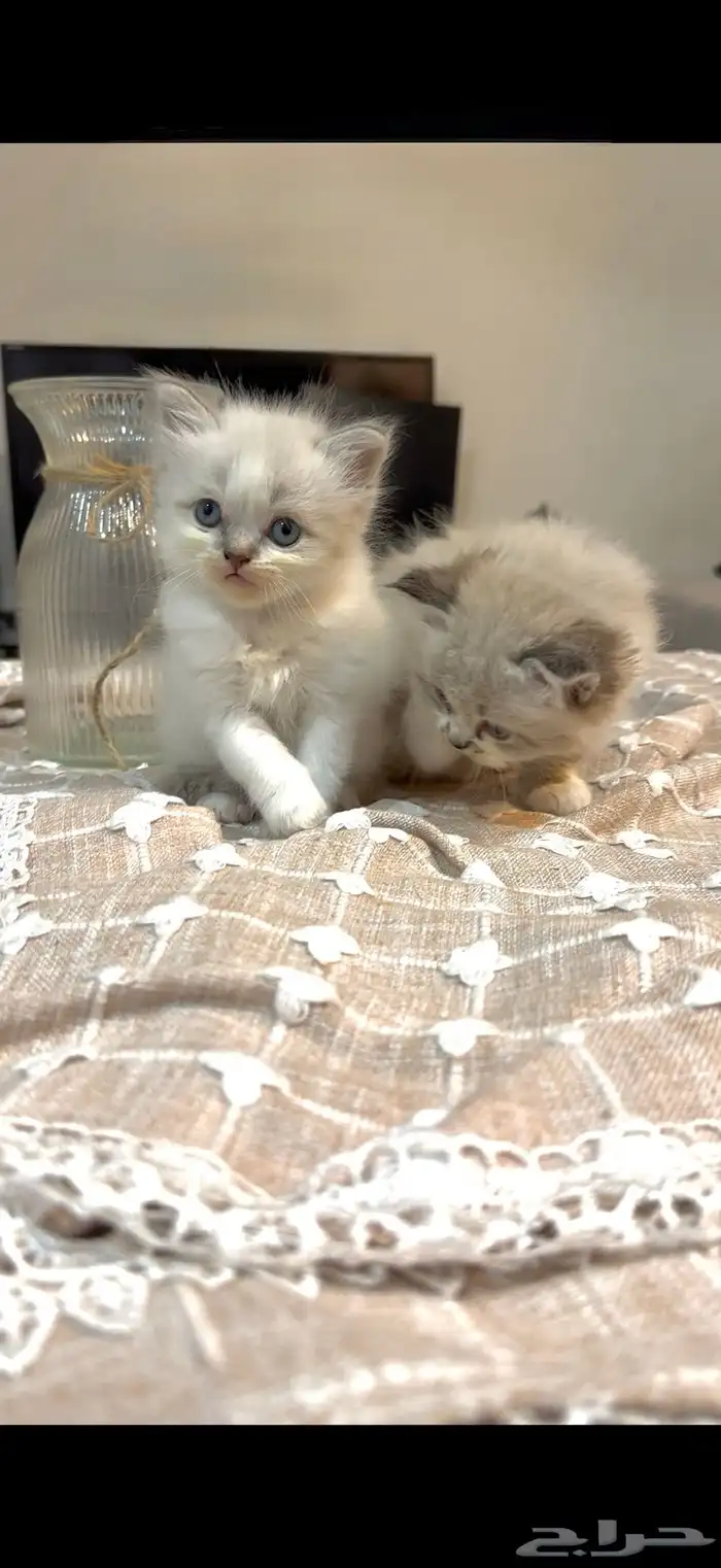 قطط آم  هملايا الاب شيرازي للبيع 0
