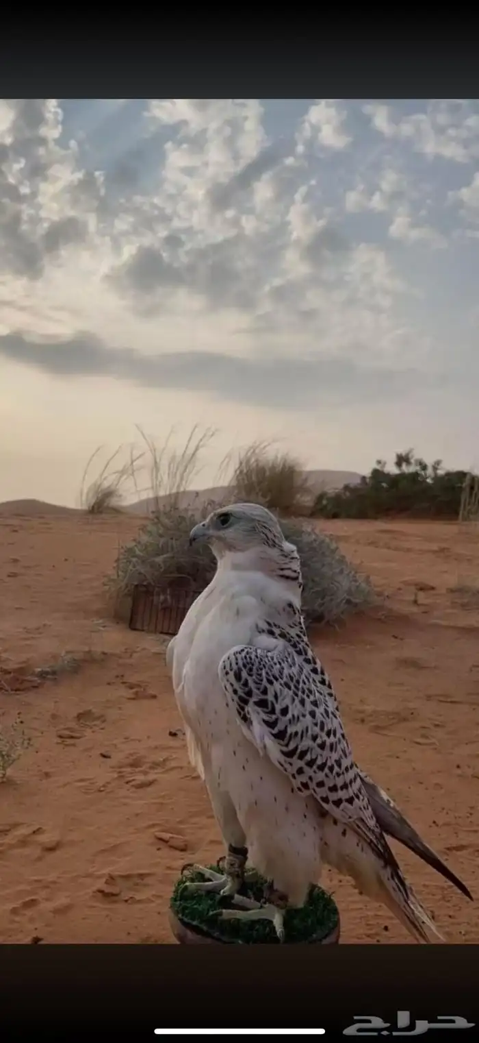 تأجير صقور 3
