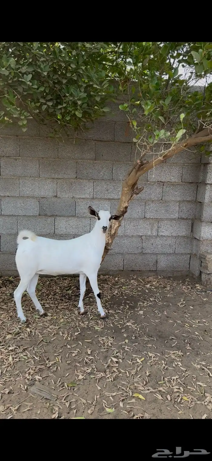 جفره بيشيه 1