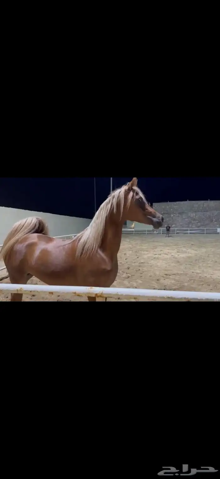 أفراس وأمهار ومهرات كوالتي للبيع 1