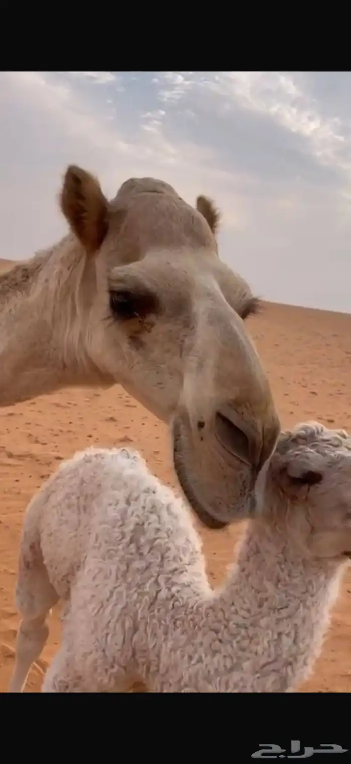 خلفه كفو تحتها قعود 3