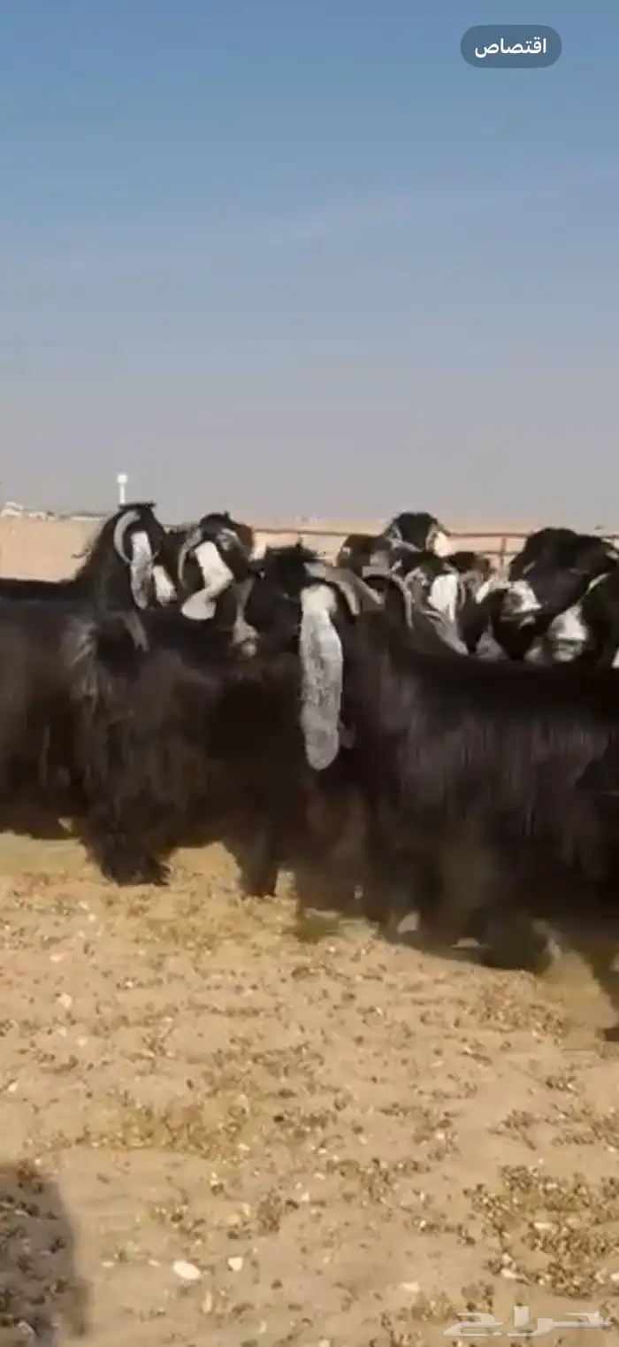 مراح عوارض صنف اغلبها دفيع 0