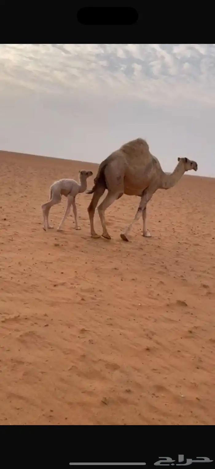 خلفه كفو تحتها قعود 0