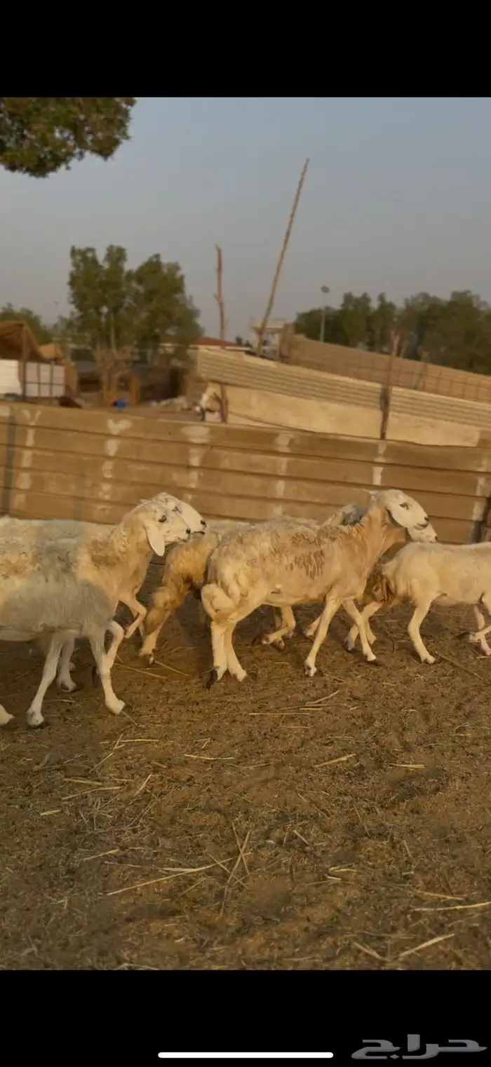 ضان حريات مراح واحد كفوو ع 680 يابلاش 1