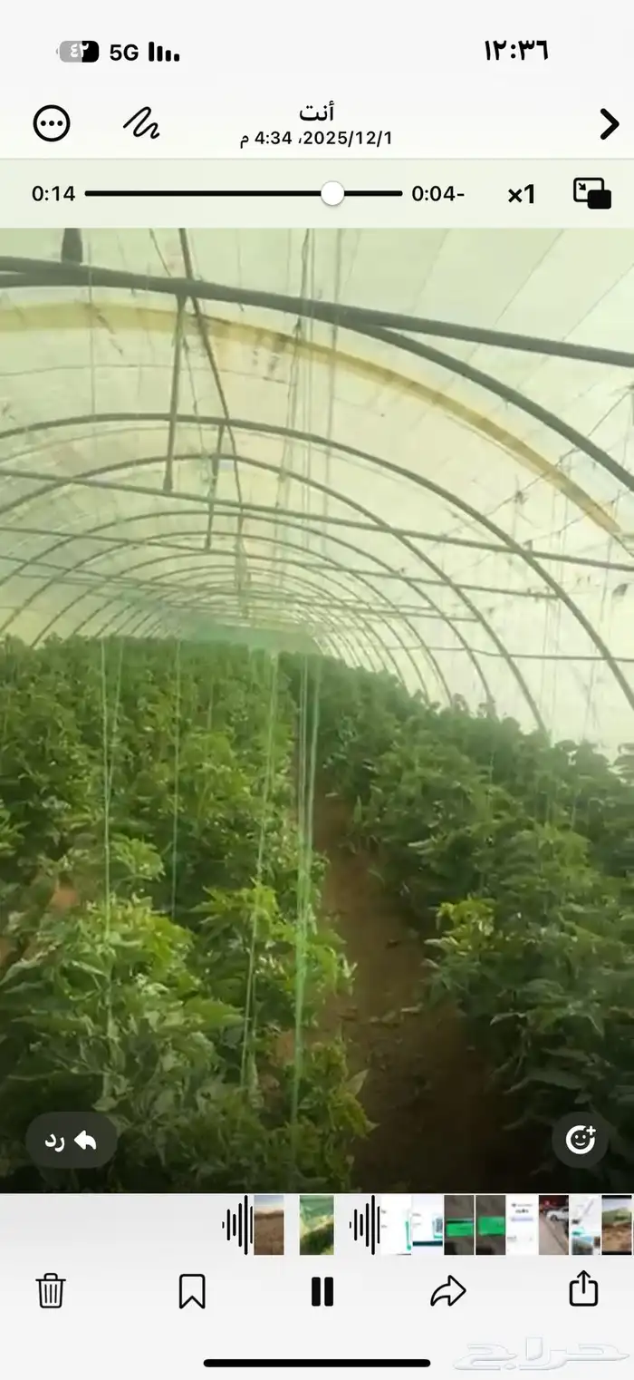 بيوت محمي مجلفن 0