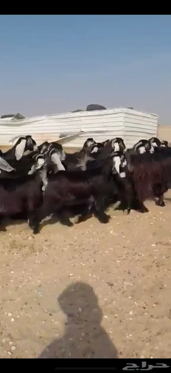 مراح عوارض صنف اغلبها دفيع 5