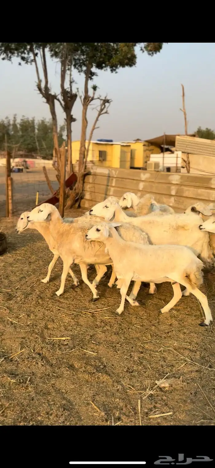 ضان حريات مراح واحد كفوو ع 680 يابلاش 3