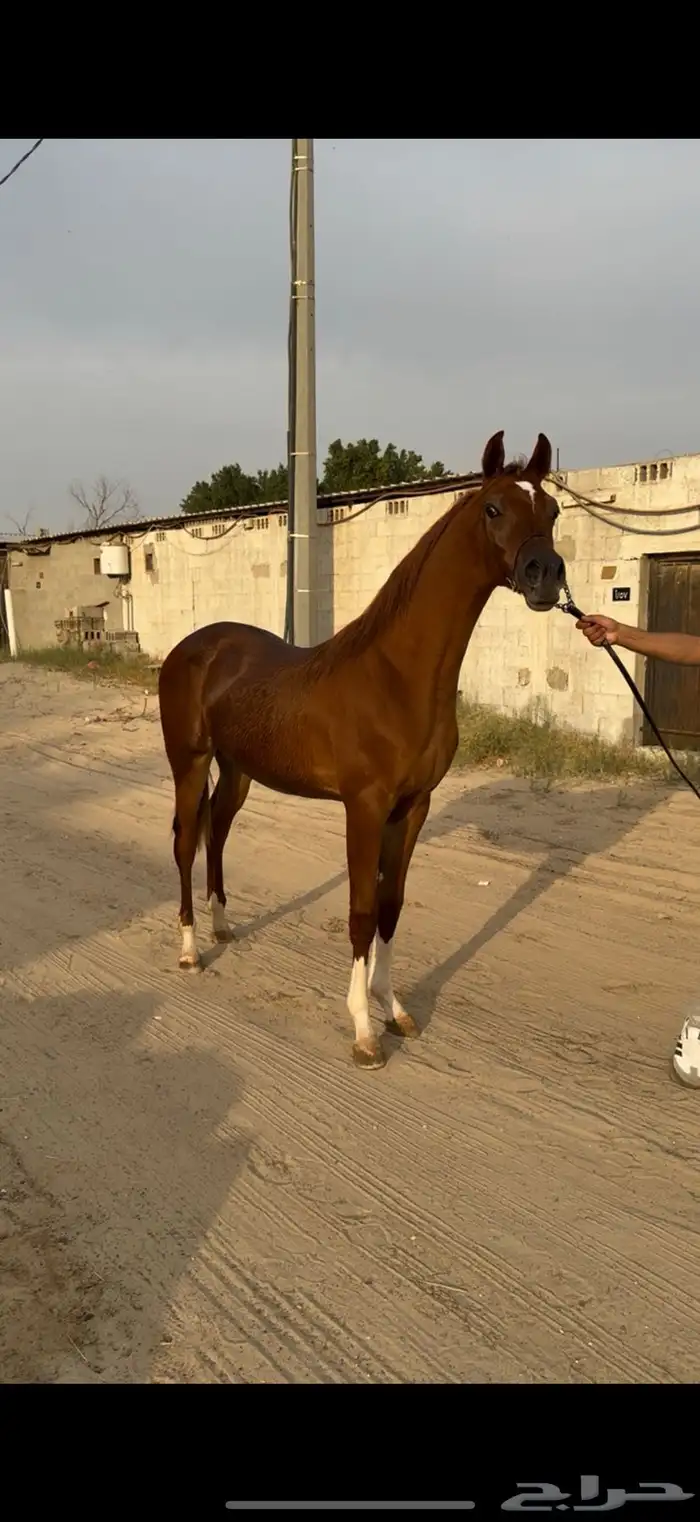 للبيع مهر واهو الحد 5500 تم البيع 1