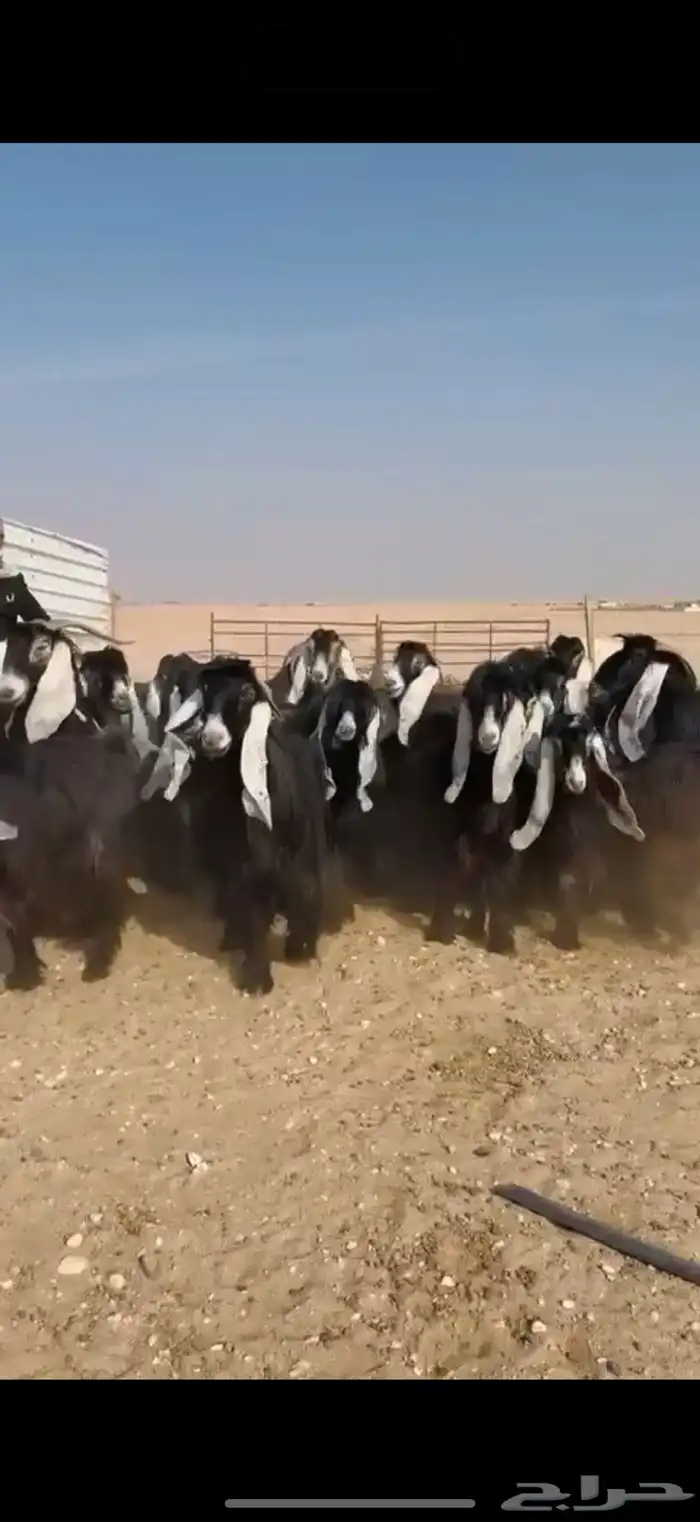 مراح عوارض صنف اغلبها دفيع 7