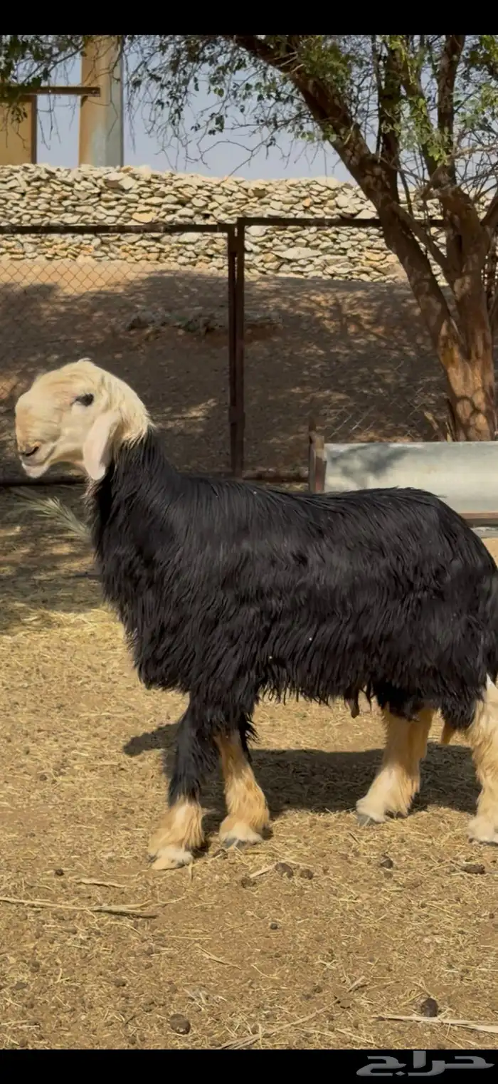 فحل نجدي نادر 9