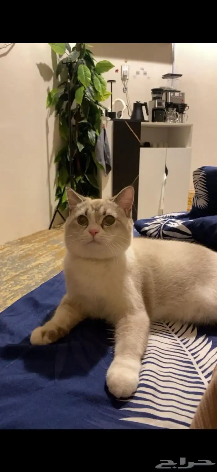 قطط للتبني 0