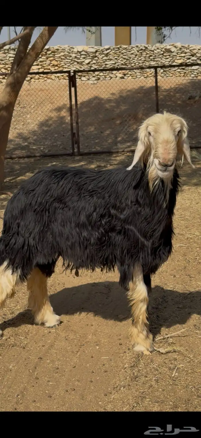 فحل نجدي نادر 7