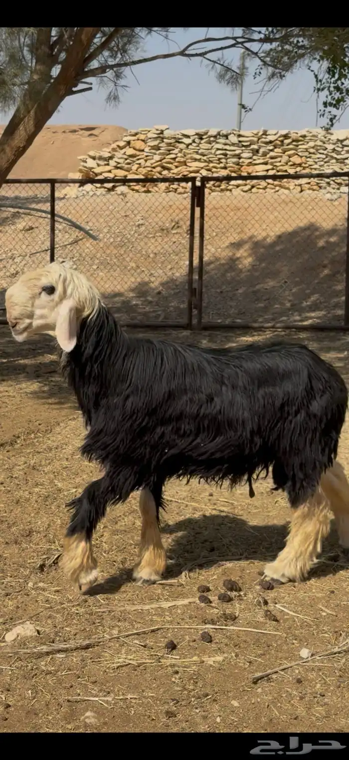 فحل نجدي نادر 5