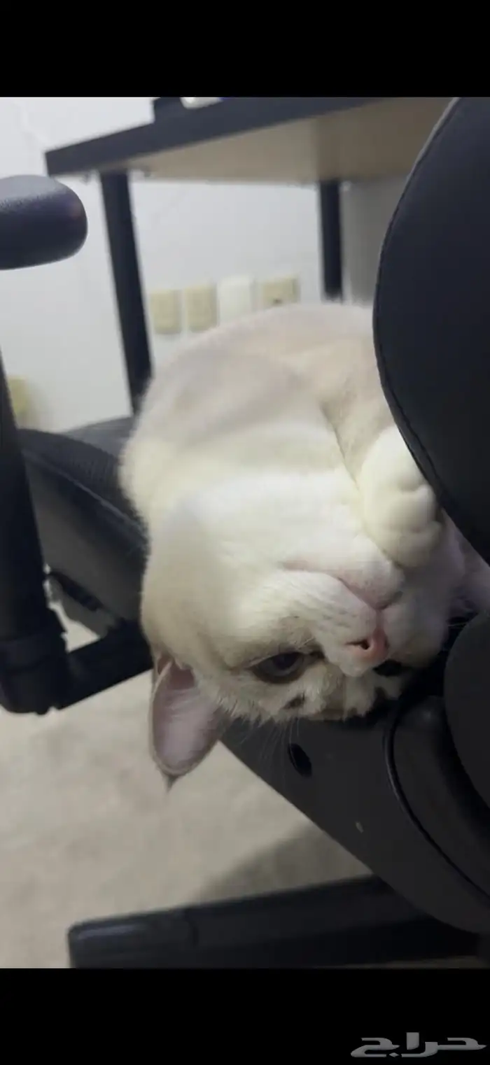 قطط للتبني 2