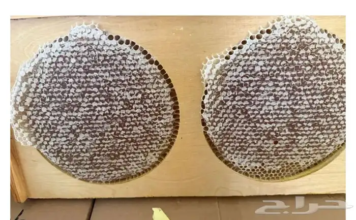 شمع عسل سدر بسعر منااافس 1