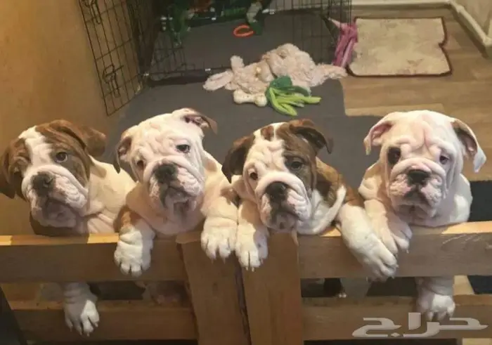 جراء انجليش بلدوغ للبيع 5
