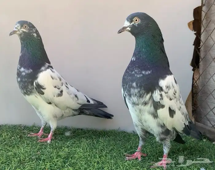 جوز تيدي سلارا 3