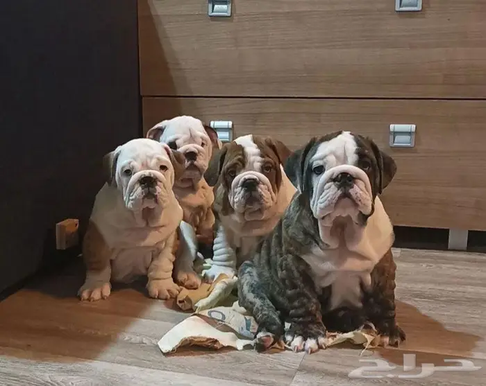 جراء انجليش بلدوغ للبيع 2