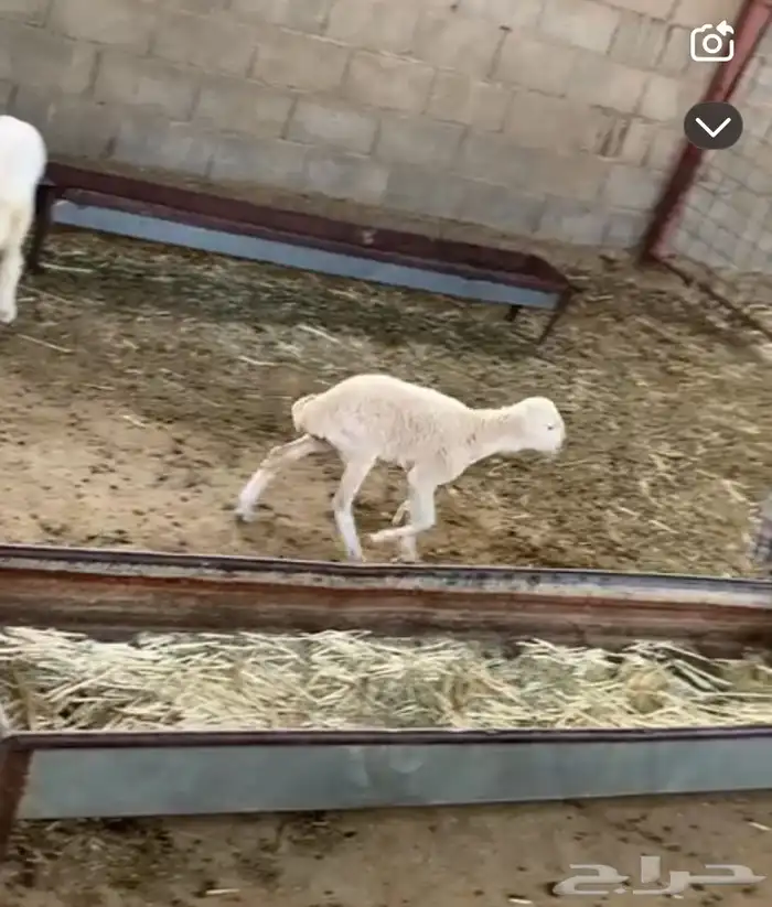 سلام عليكم اعرض لكم داغور رخل شرط يدغر ياكل برسيم وكلشي 1