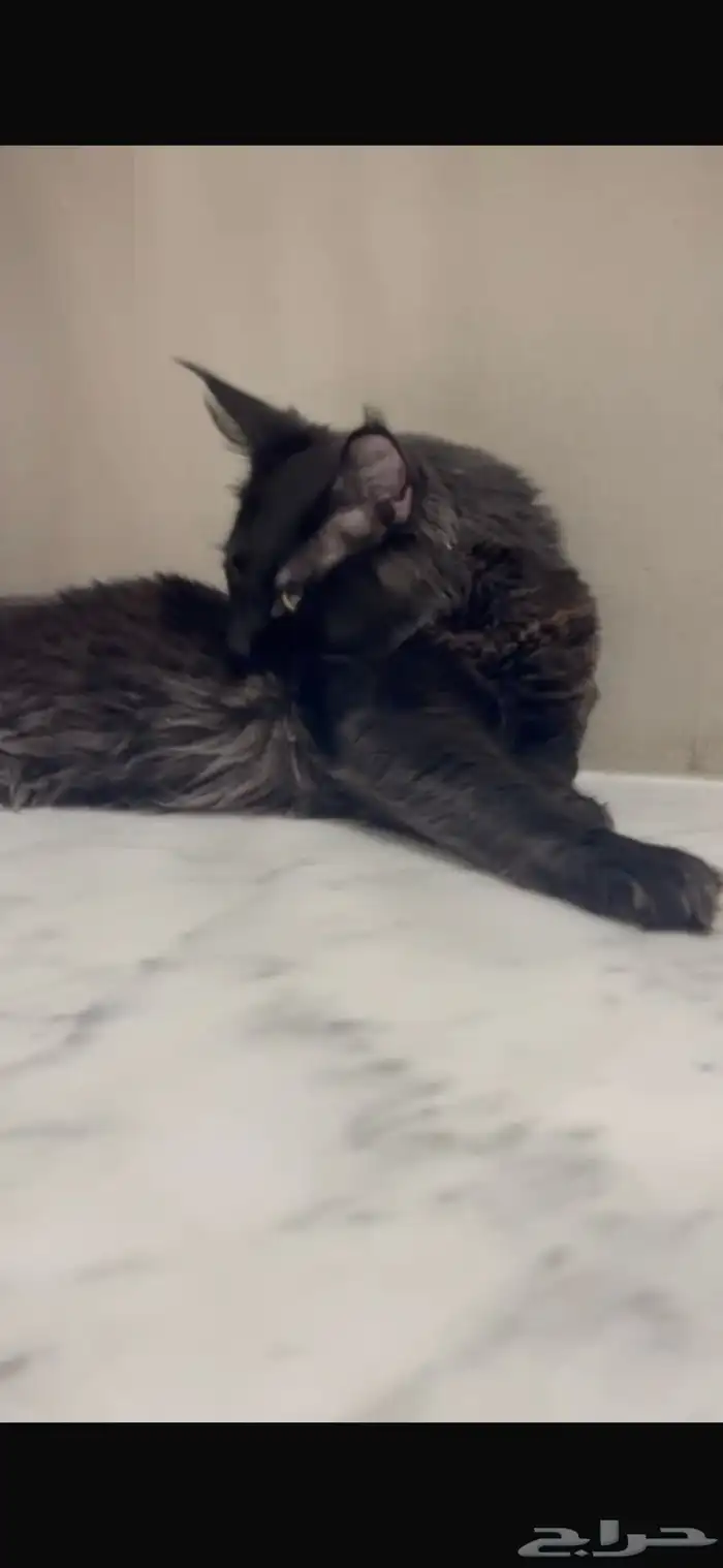 قطط ماين كون للبيع 4