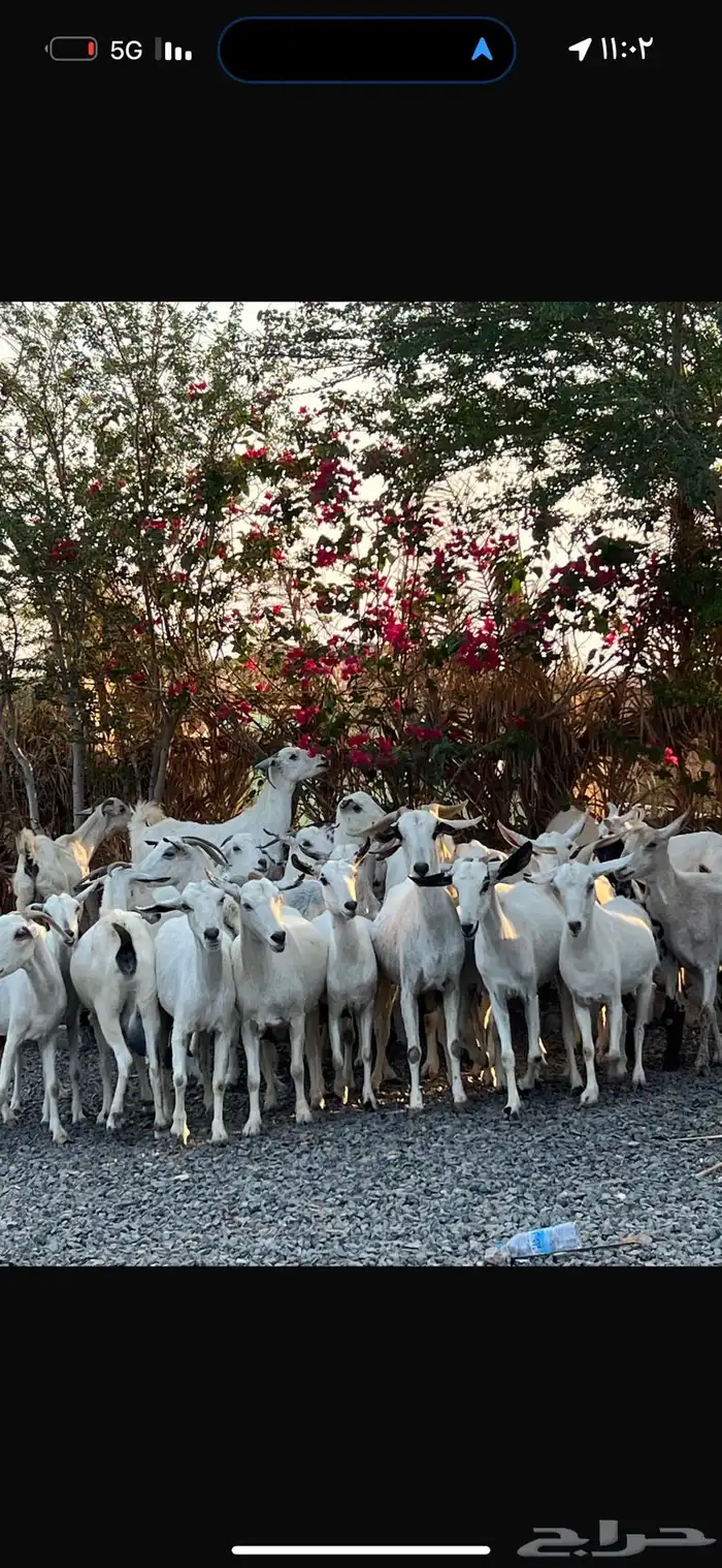 معزا بيشيات بيض فواخر 6