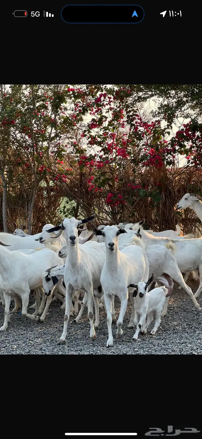 معزا بيشيات بيض فواخر 23