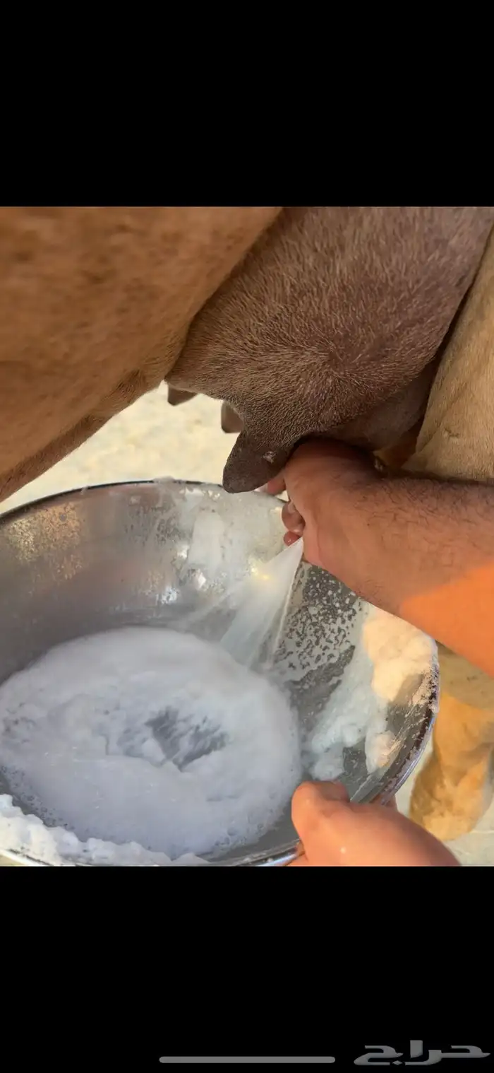 خلفه ساحلية مصغر كفو 5