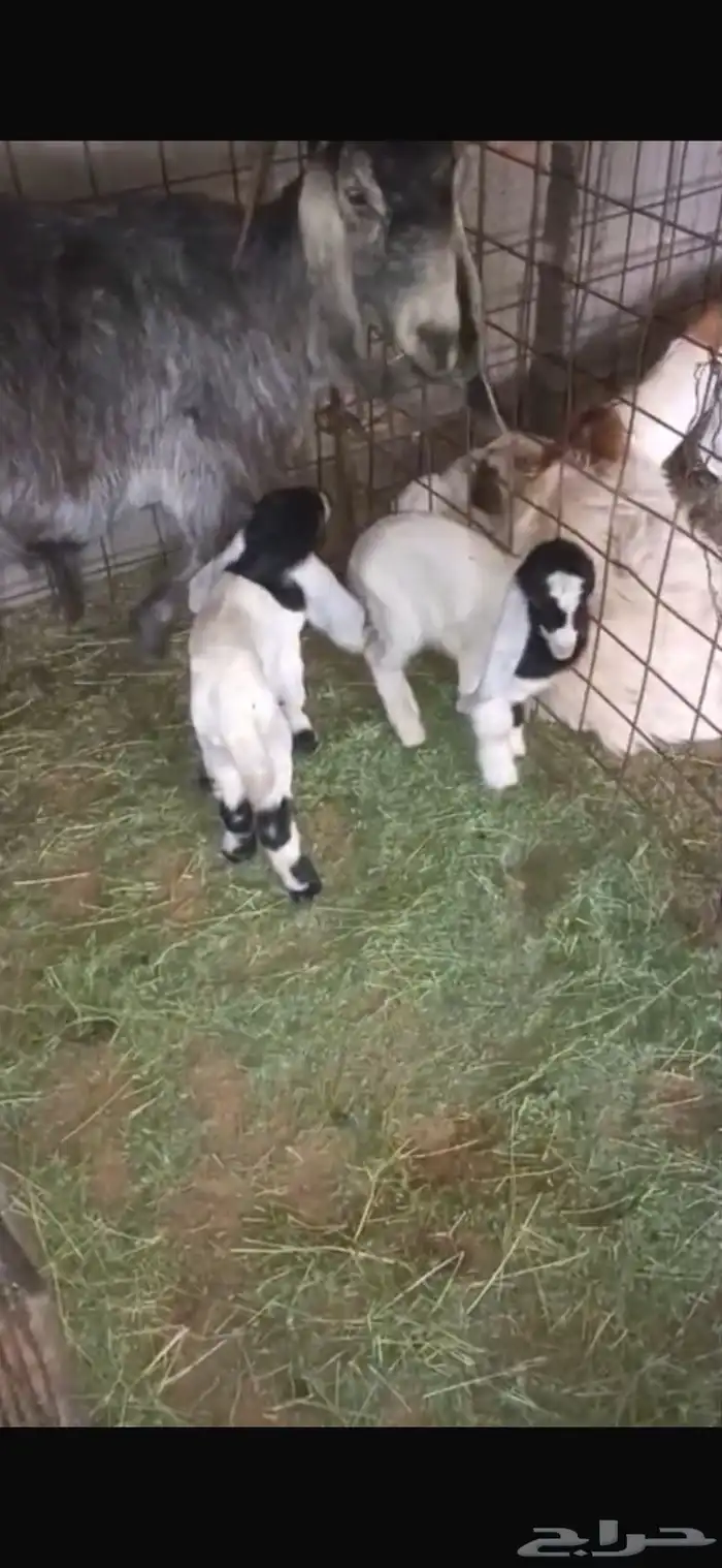 للبيع عنز والد تحتها تيسين 2