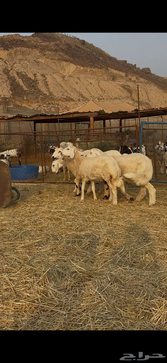 طليان ورخال حريه جبره 2