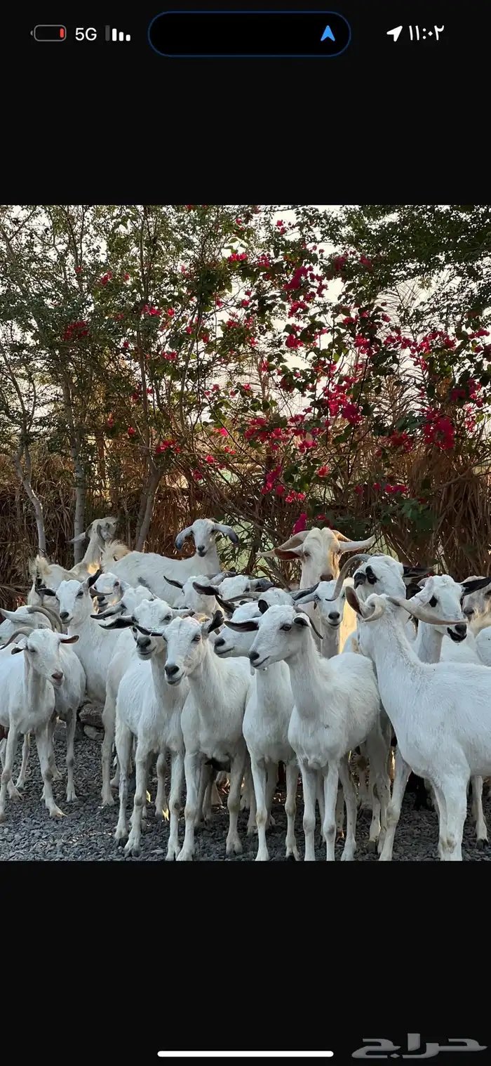 معزا بيشيات بيض فواخر 8