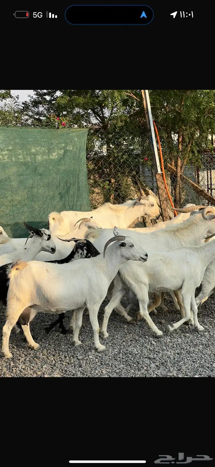 معزا بيشيات بيض فواخر 2