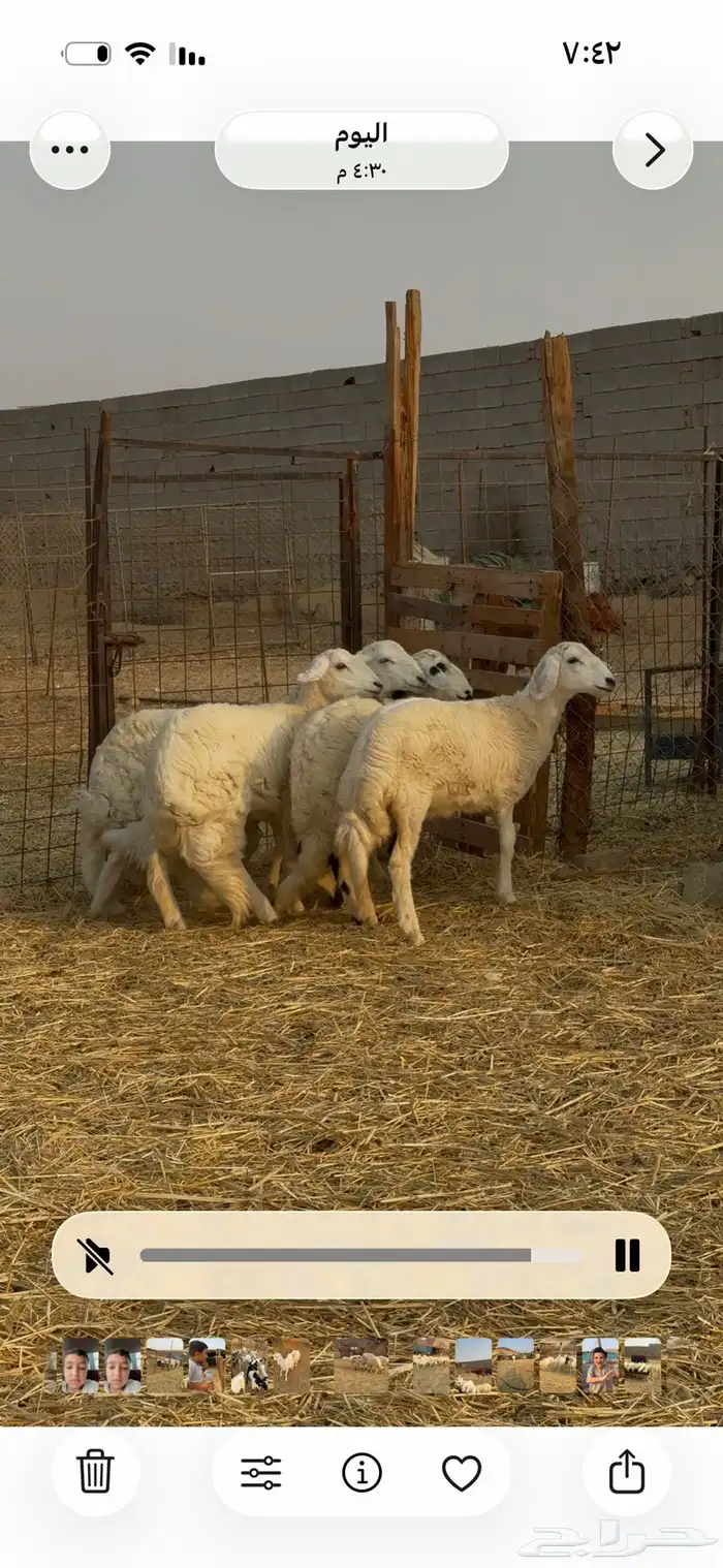 طليان ورخال حريه جبره 4