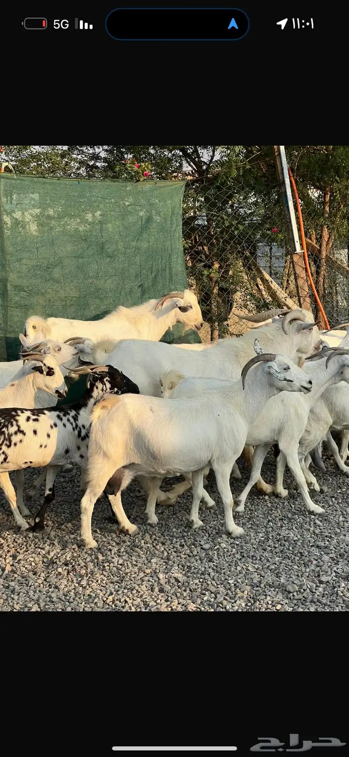 معزا بيشيات بيض فواخر 10