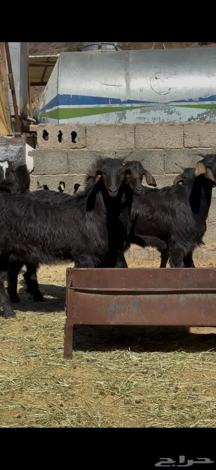 ماعز دغس فواخر 2